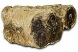 Polished Fossil Stromatolite Colony on Petrified Reed - Utah #365970-2
